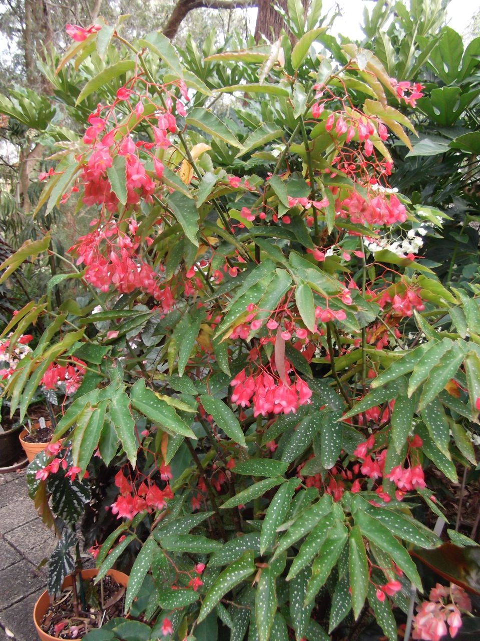 B. ‘albopicta ‘Rosea’